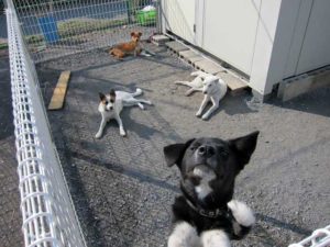 新シェルター犬解放スペースの一コマです
