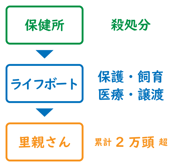 保健所→ライフボート→里親さん