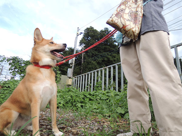 犬の散歩